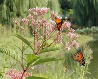 PHOTO: lakeside gardens