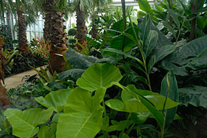 PHOTO: greenhouses