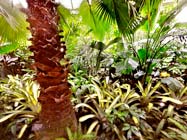 Tropical Greenhouse Virtual Tour