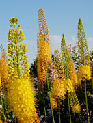 PHOTO: heritage garden