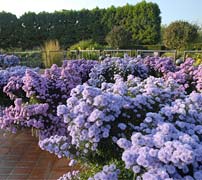 PHOTO: purple mums