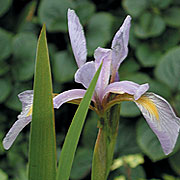 PHOTO: iris