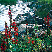 PHOTO: lakeside wildflowers