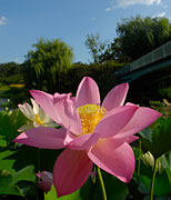 PHOTO: lakeside gardens