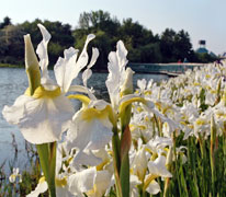 PHOTO: lakeside gardens