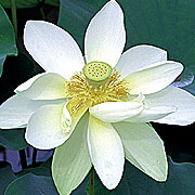 PHOTO: lotus