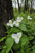 PHOTO: mcdonald woods
