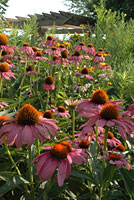 PHOTO: native plant garden