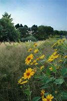 PHOTO: native plant garden