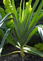 PHOTO: leek