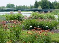 Native Plant Garden