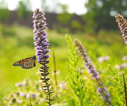 PHOTO: prairie