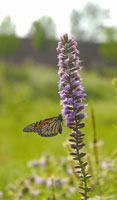 PHOTO: prairie