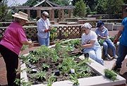 PHOTO: raised beds