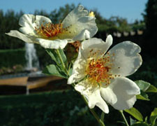 PHOTO: rose garden
