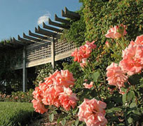 PHOTO: rose garden