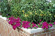 PHOTO: sensational plants
