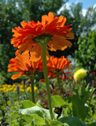 PHOTO: sensory garden