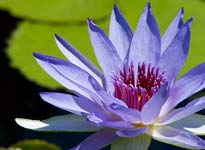 Water Gardens