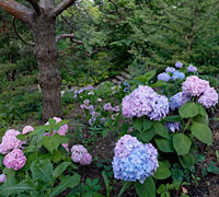PHOTO: waterfall garden
