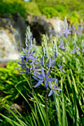 PHOTO: waterfall garden