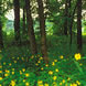 PHOTO: Woods in spring