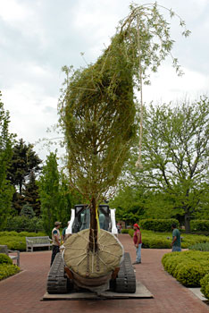PHOTO: trees