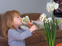 PHOTO: child smelling paperwhites