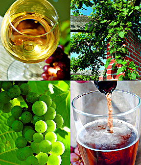 Grapes and Hops