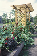 PHOTO: North Chicago Green Youth Farm