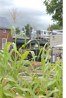 PHOTO: North Lawndale Green Youth Farm