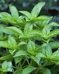 PHOTO: Basil