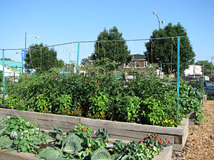 PHOTO: North Lawndale Green Youth Farm