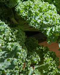 PHOTO: kale