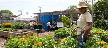 PHOTO: North Lawndale Farm
