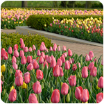 PHOTO: stately tulips in ordered beauty