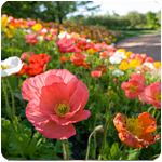 PHOTO: a field of spring poppies