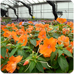 PHOTO: rows of annuals in the production greenhouse