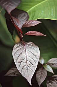 PHOTO: Alternanthera dentata 'Rubignosa' 