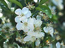 PHOTO: apple blossom