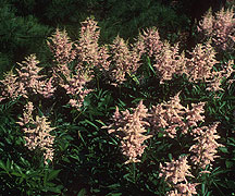PHOTO: astilbe
