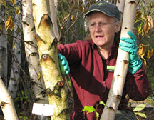 PHOTO: washing birch trees