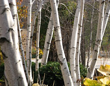 PHOTO: washing birch trees