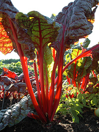 PHOTO: Chard
