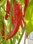 PHOTO: chili peppers