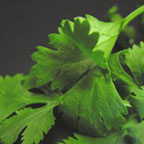 PHOTO: cilantro