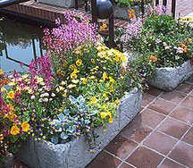 PHOTO: container garden in bloom