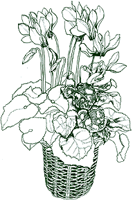 PHOTO: cyclamen