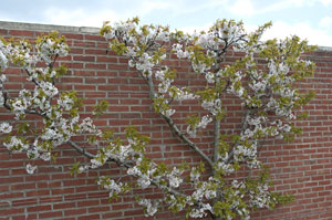 PHOTO: apple tree espalier