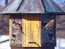 PHOTO: birdhouse